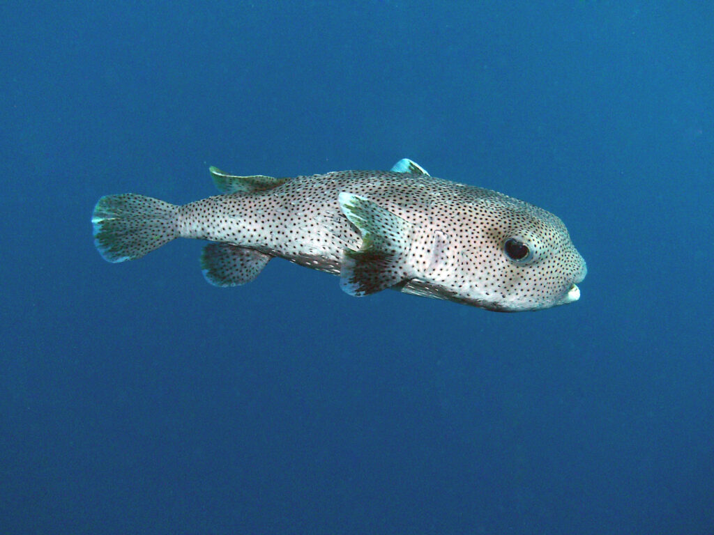Igelfisch