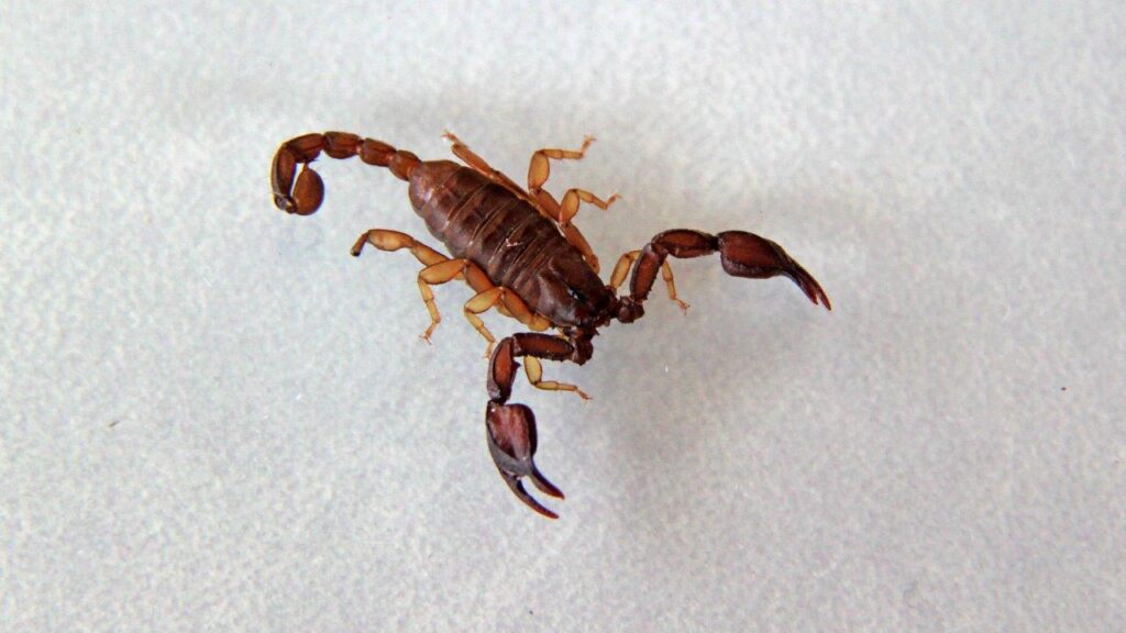 Europäischer Skorpion