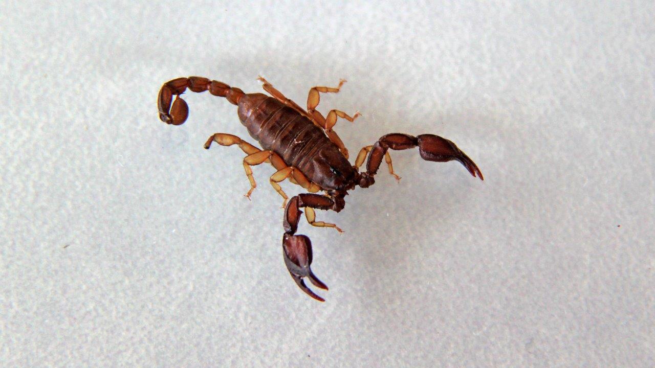 Europäischer Skorpion