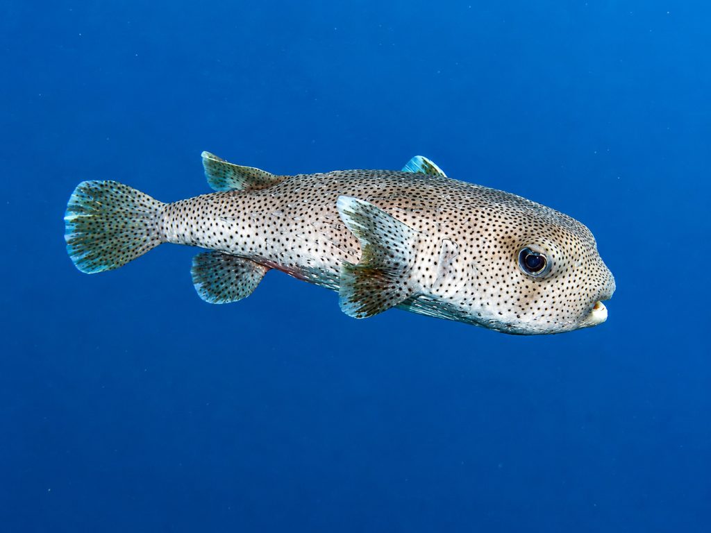 Gepunkteter Igelfisch