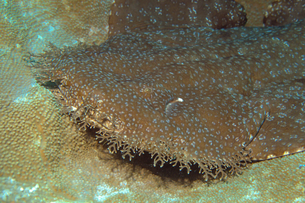 Wobbegong