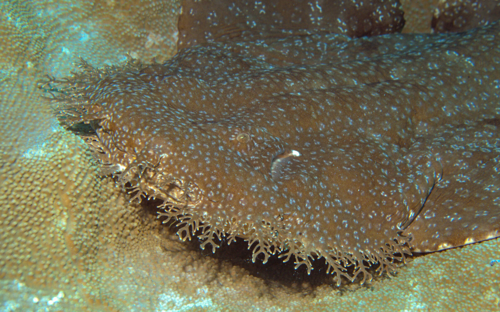 Wobbegong