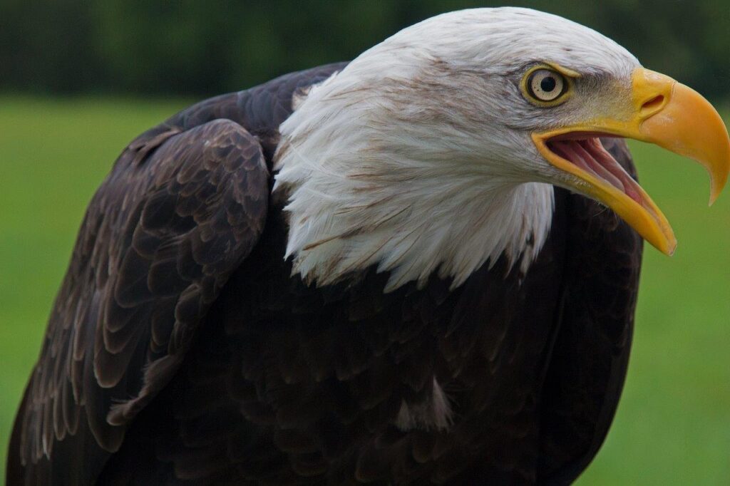 Weißkopfseeadler