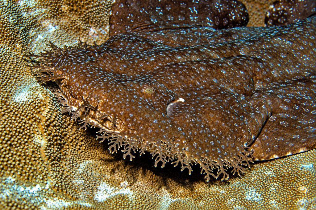 Wobbegong
