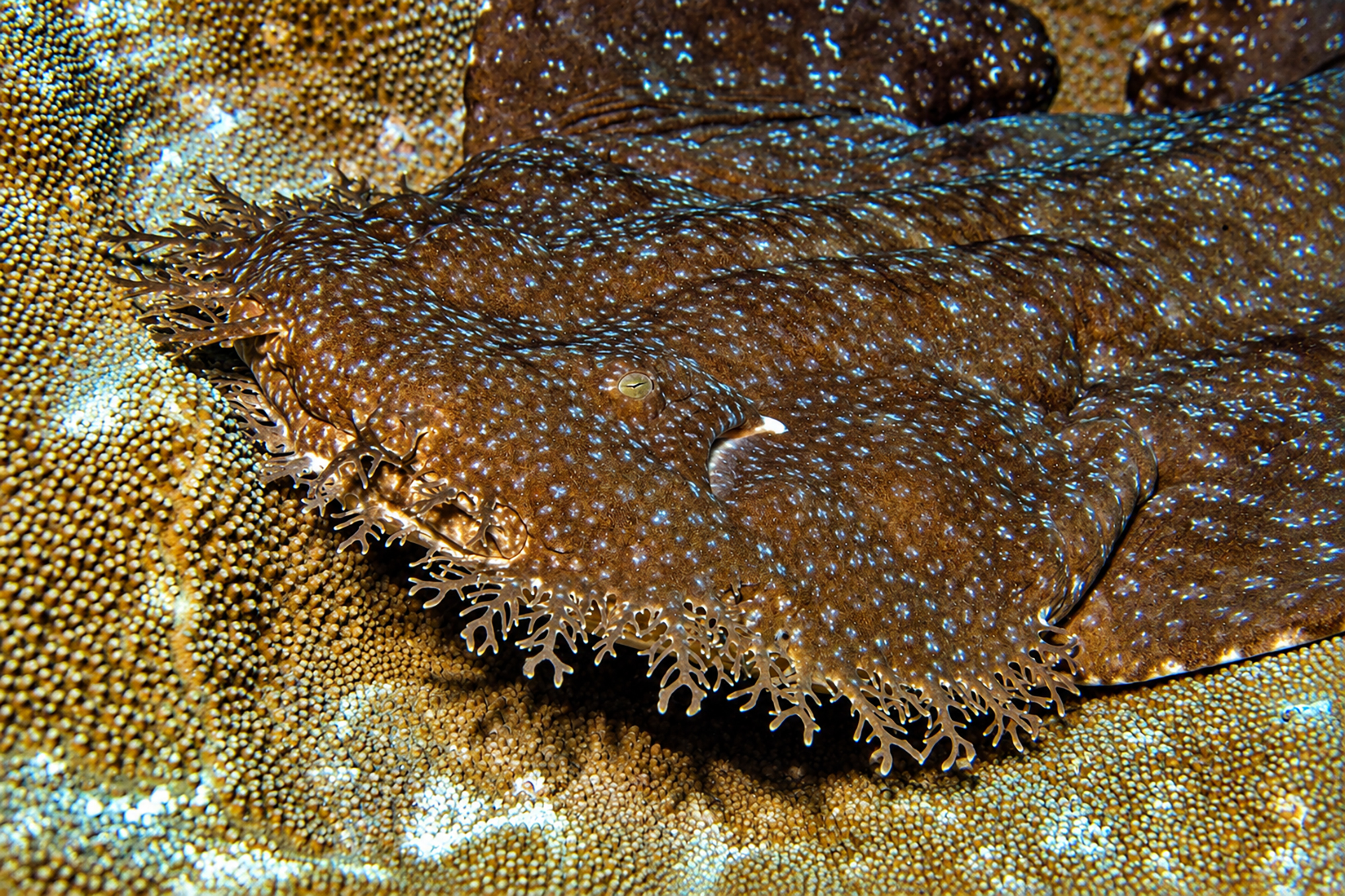 Wobbegong