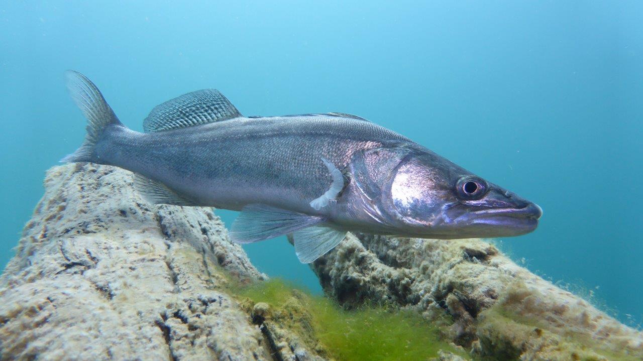 Zander