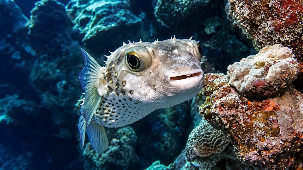 Igelfisch