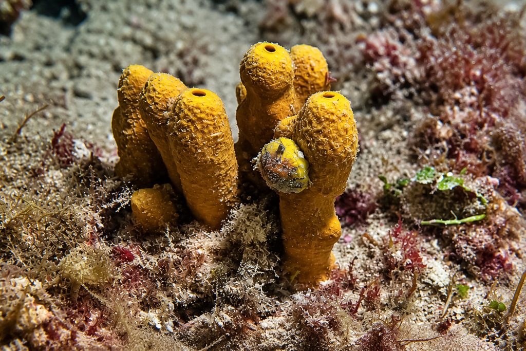 Verkehrte Schirmschnecke, Goldschwammschnecke am Goldschwamm