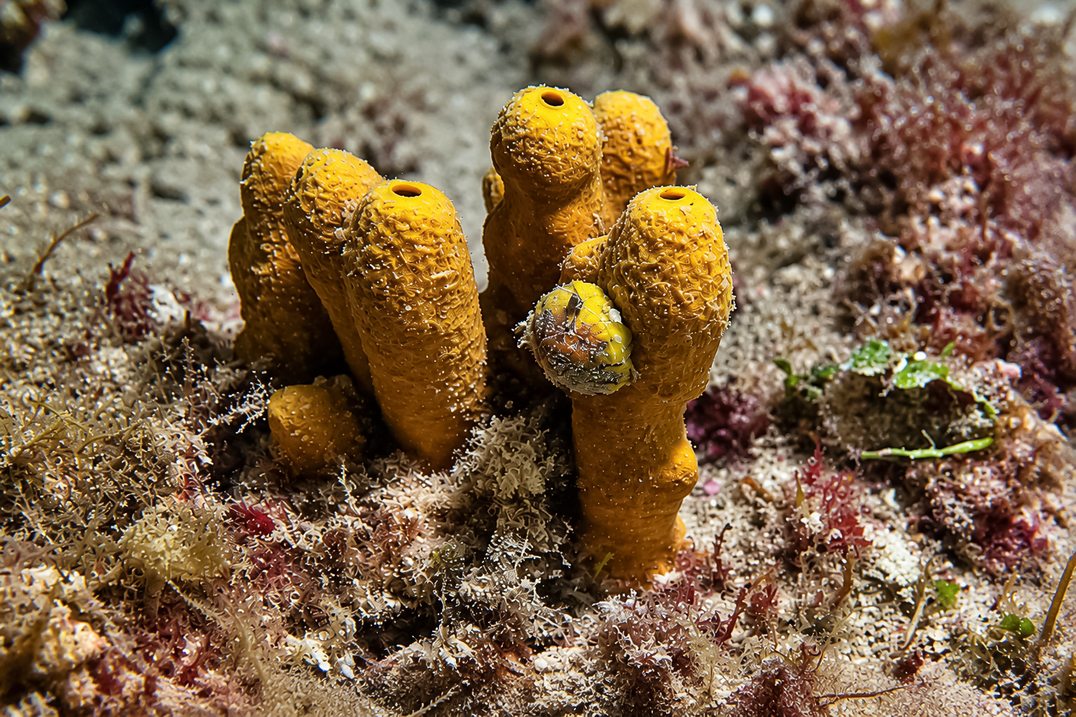 Verkehrte Schirmschnecke, Goldschwammschnecke am Goldschwamm