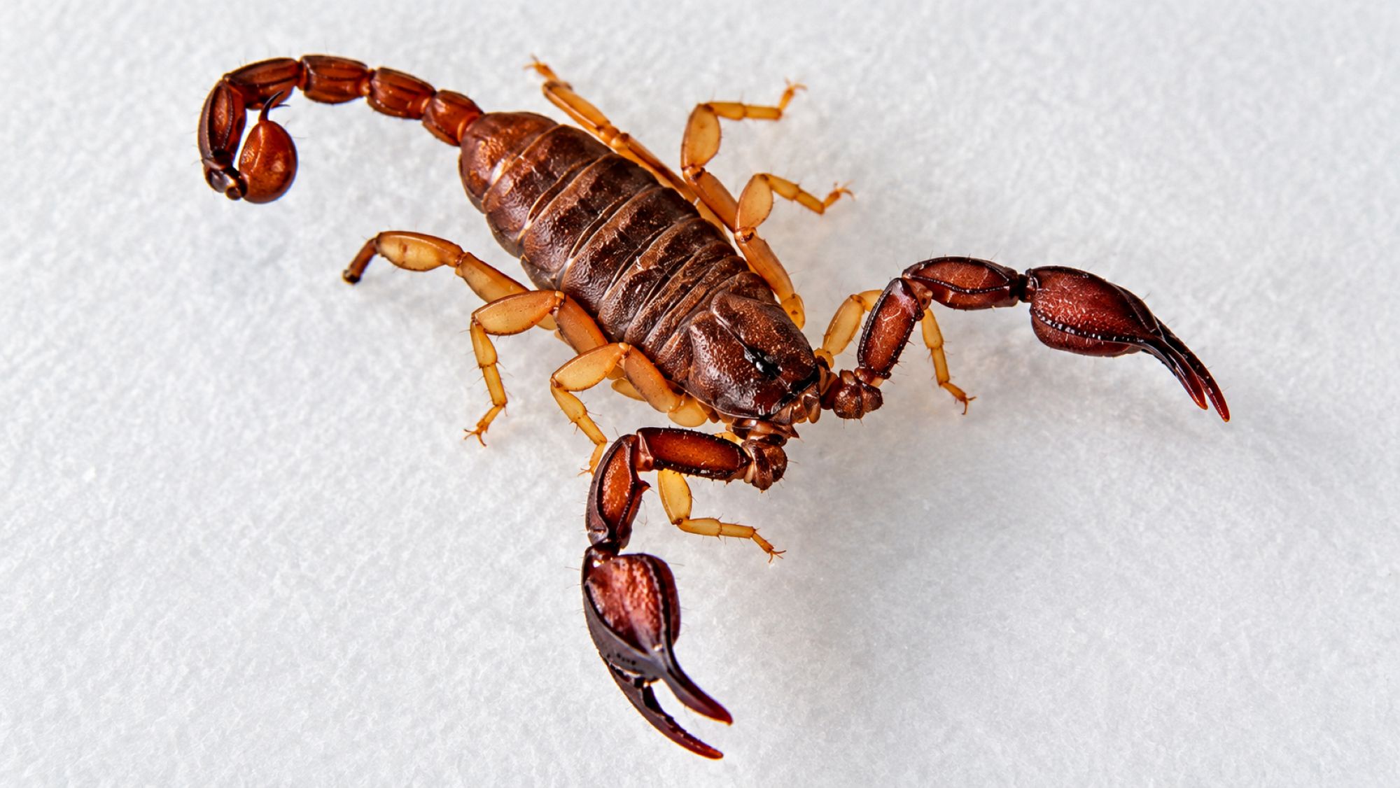 Europäischer Skorpion