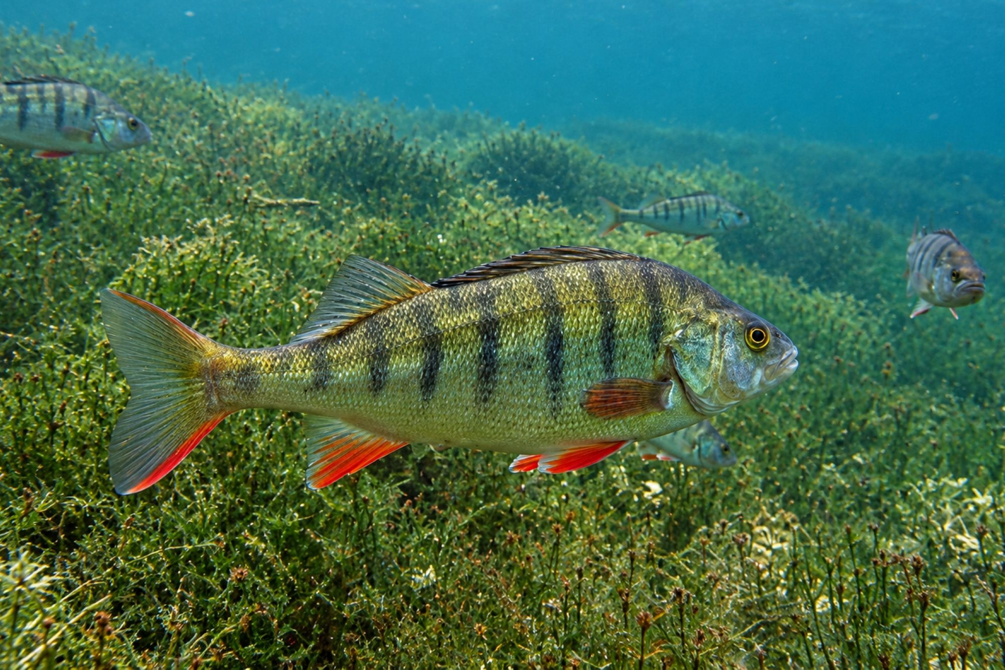 Flussbarsch