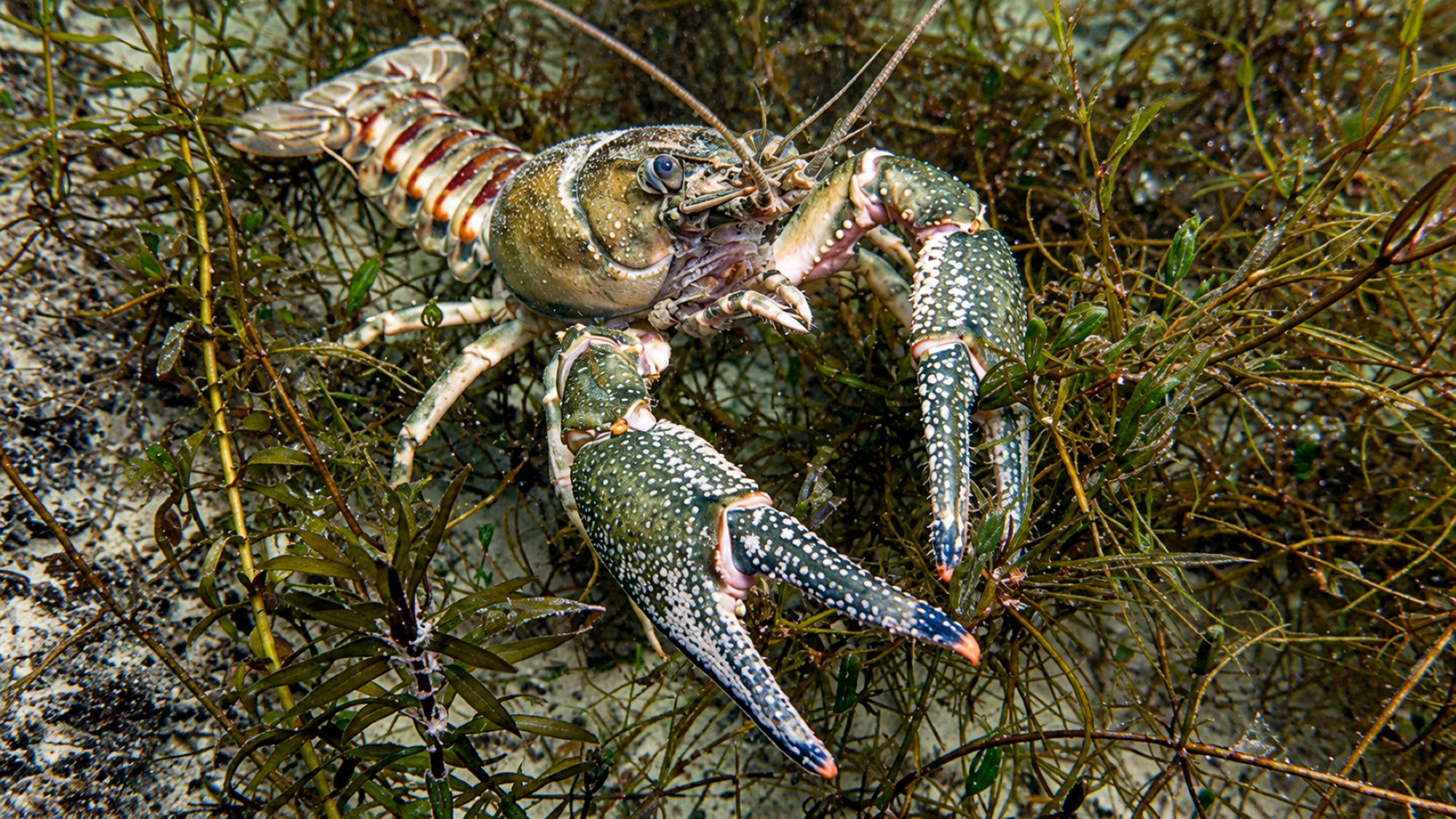 Kamberkrebs
