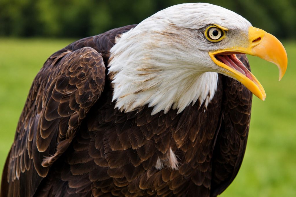 Weißkopfseeadler