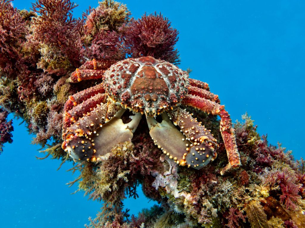 Westindische Spinnenkrabbe