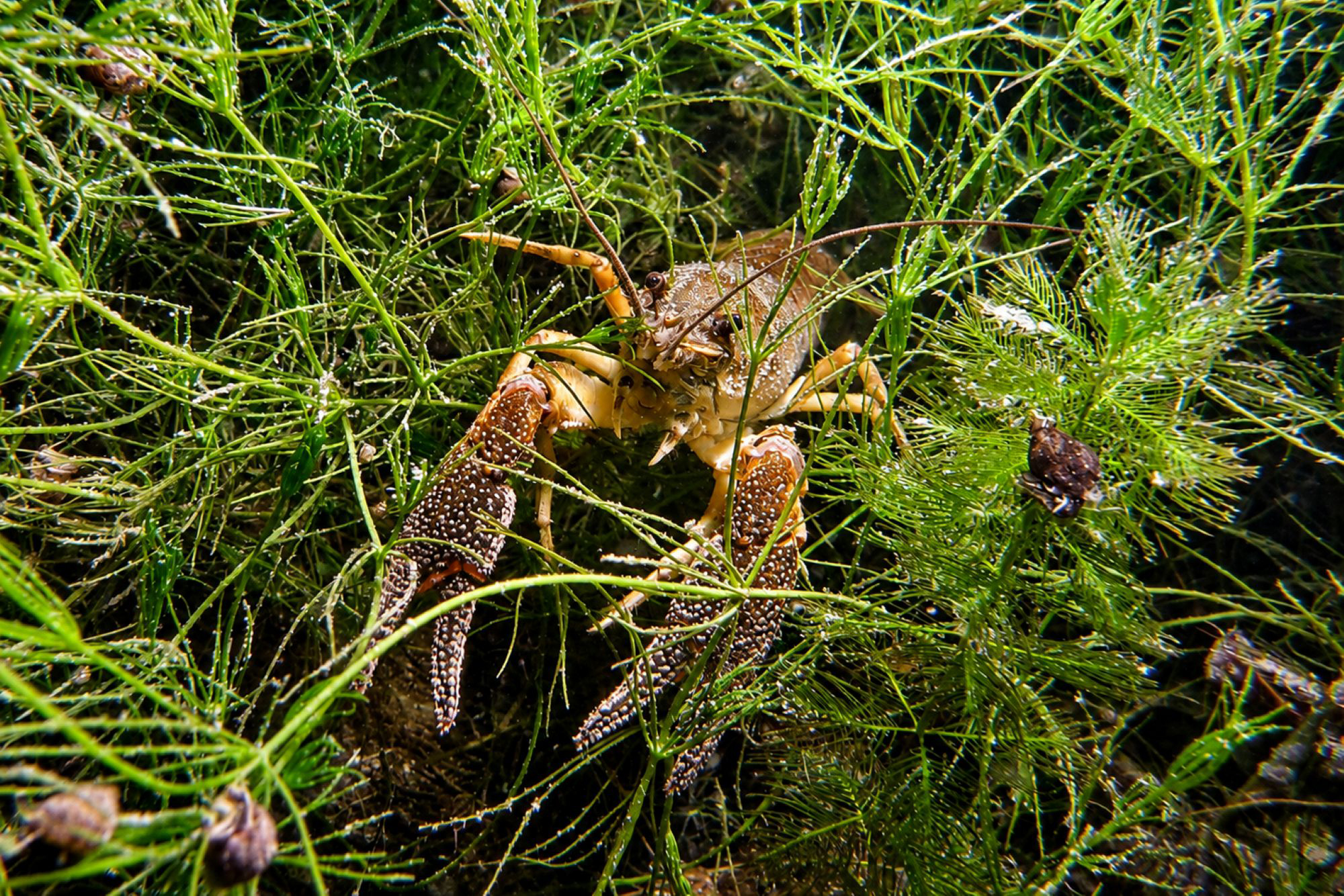 Kamberkrebs
