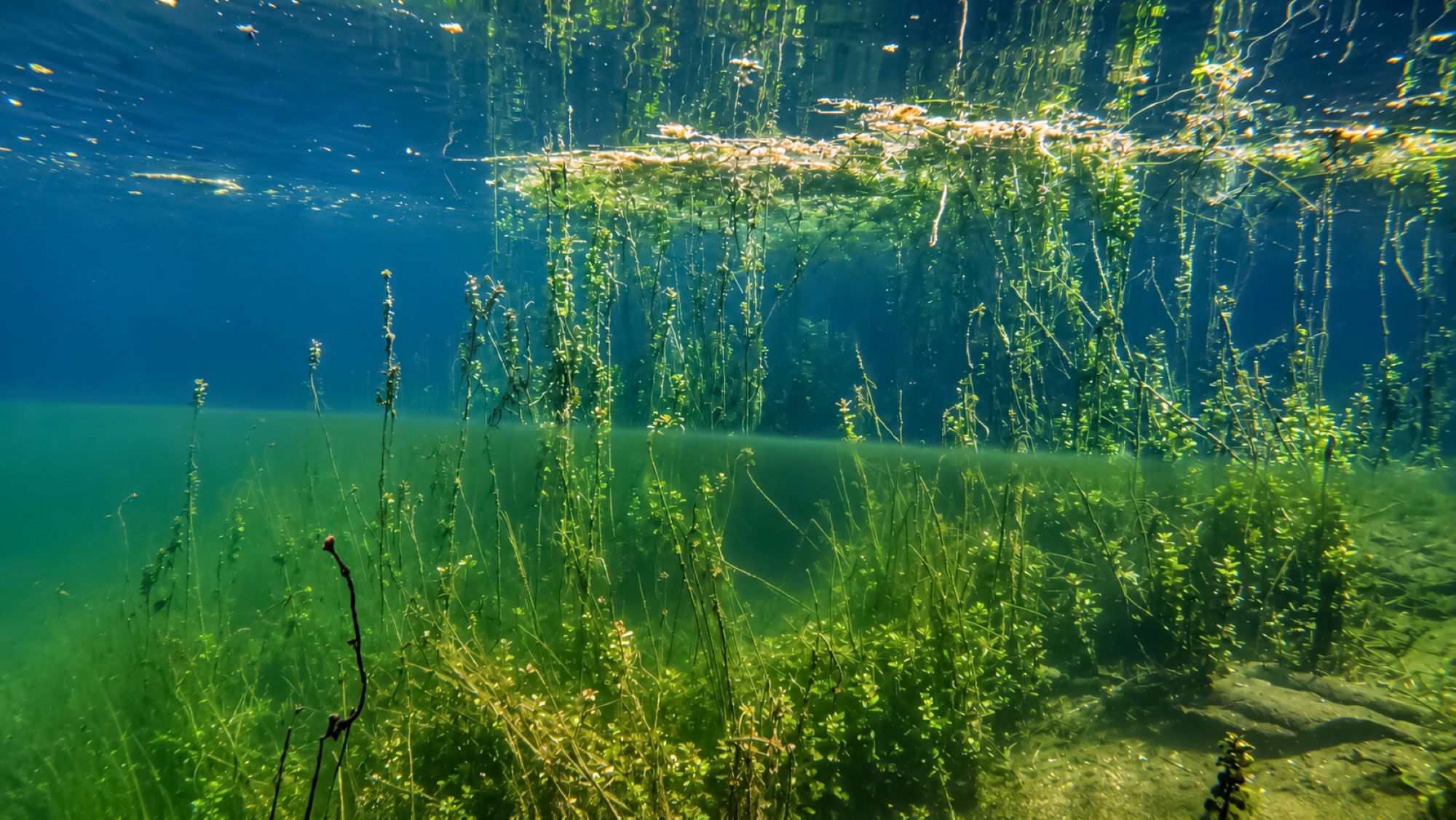 Unterwasserlandschaft mit Sprungschicht