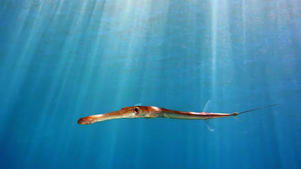 Flötenfisch