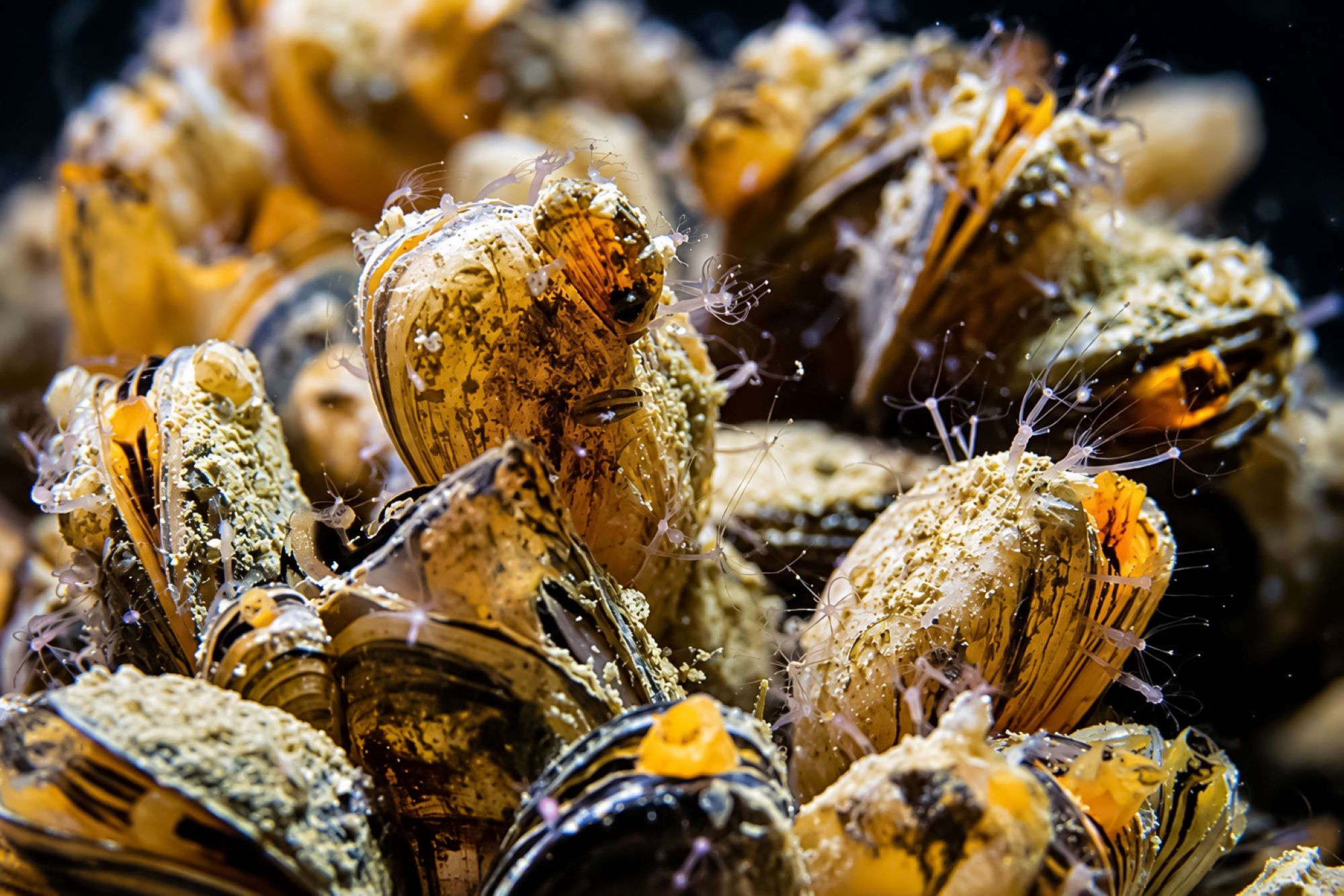 Süßwasserpolypen auf Quagga-Muscheln – orangefarbene Variante