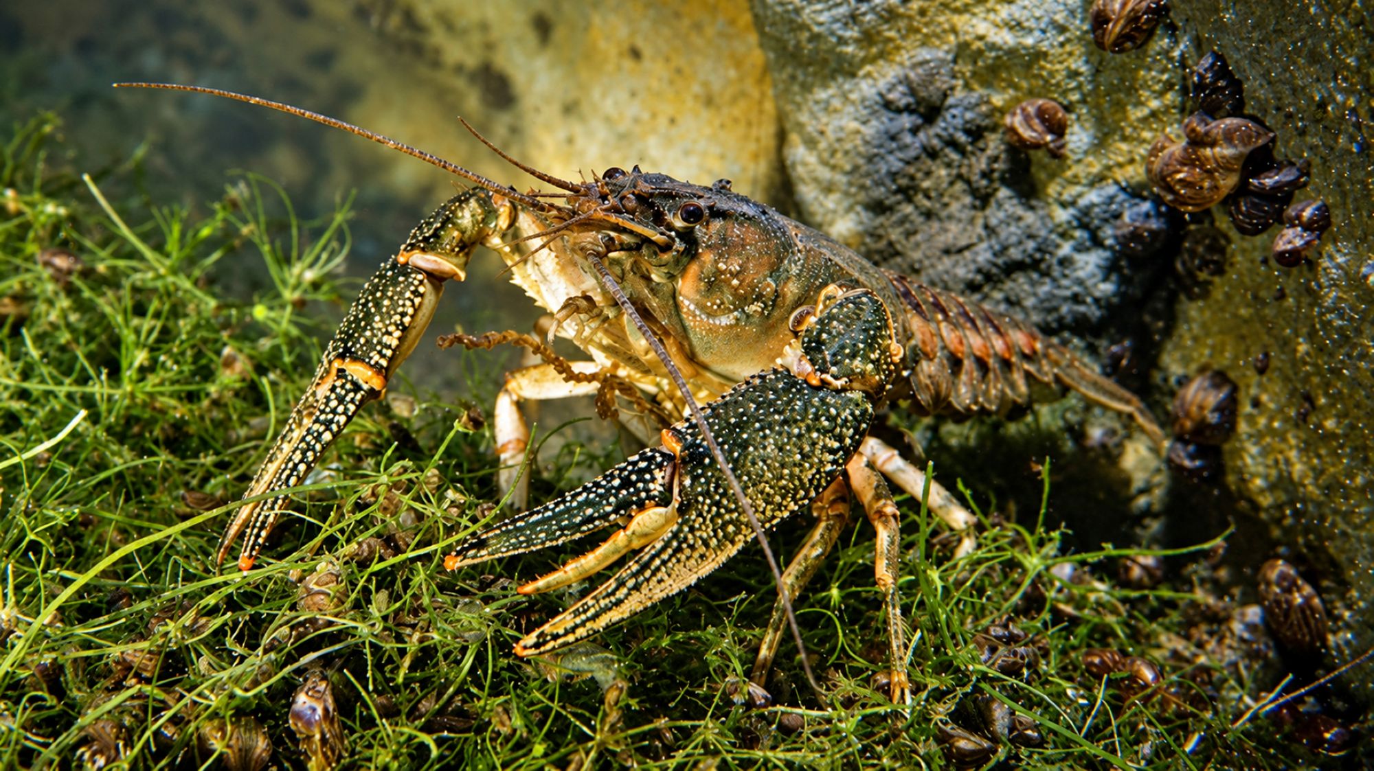 Kamberkrebs