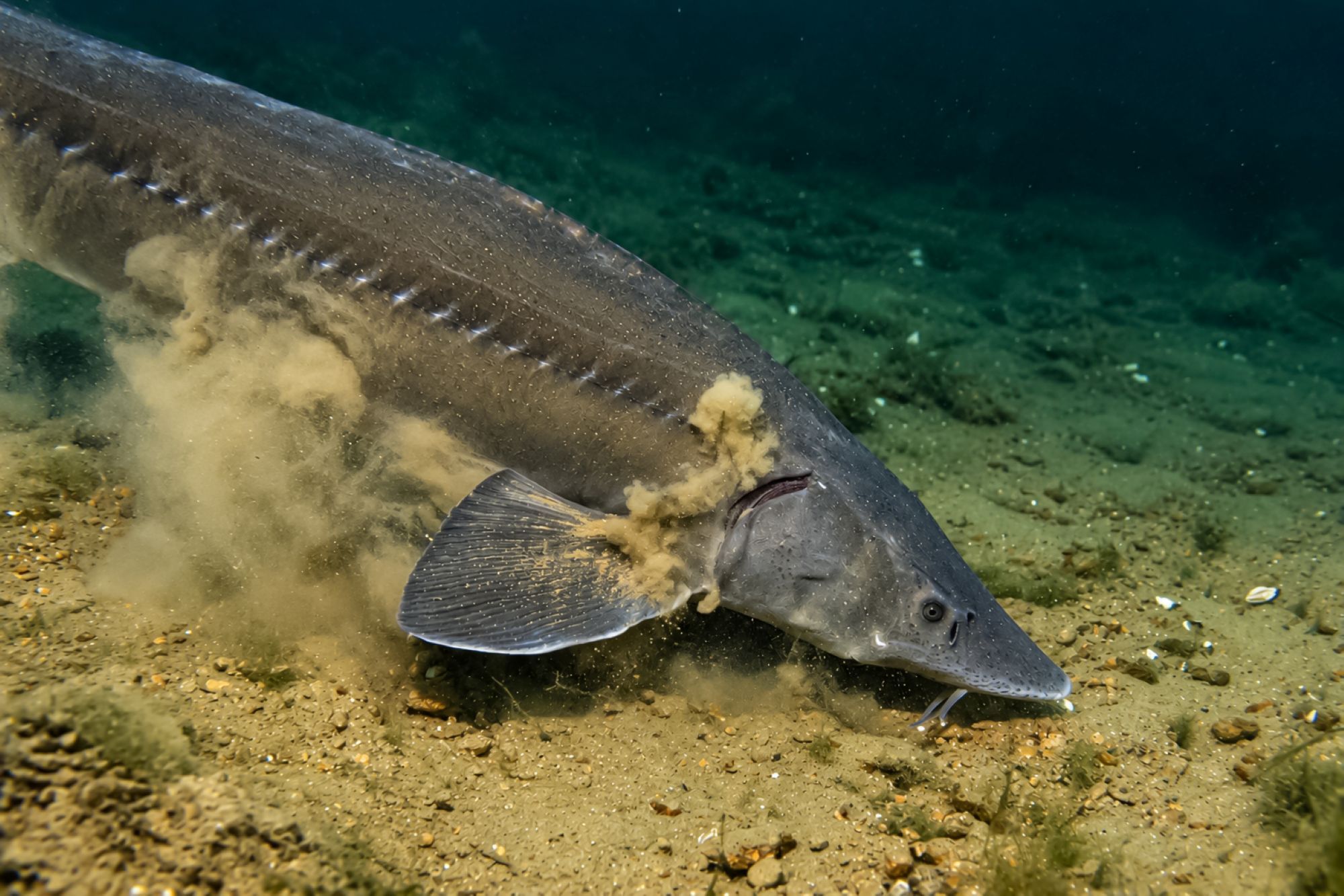 Stör