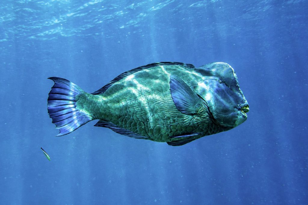 Büffelkopfpapageienfische