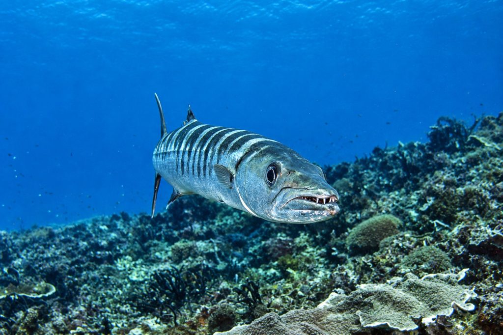 Barracuda