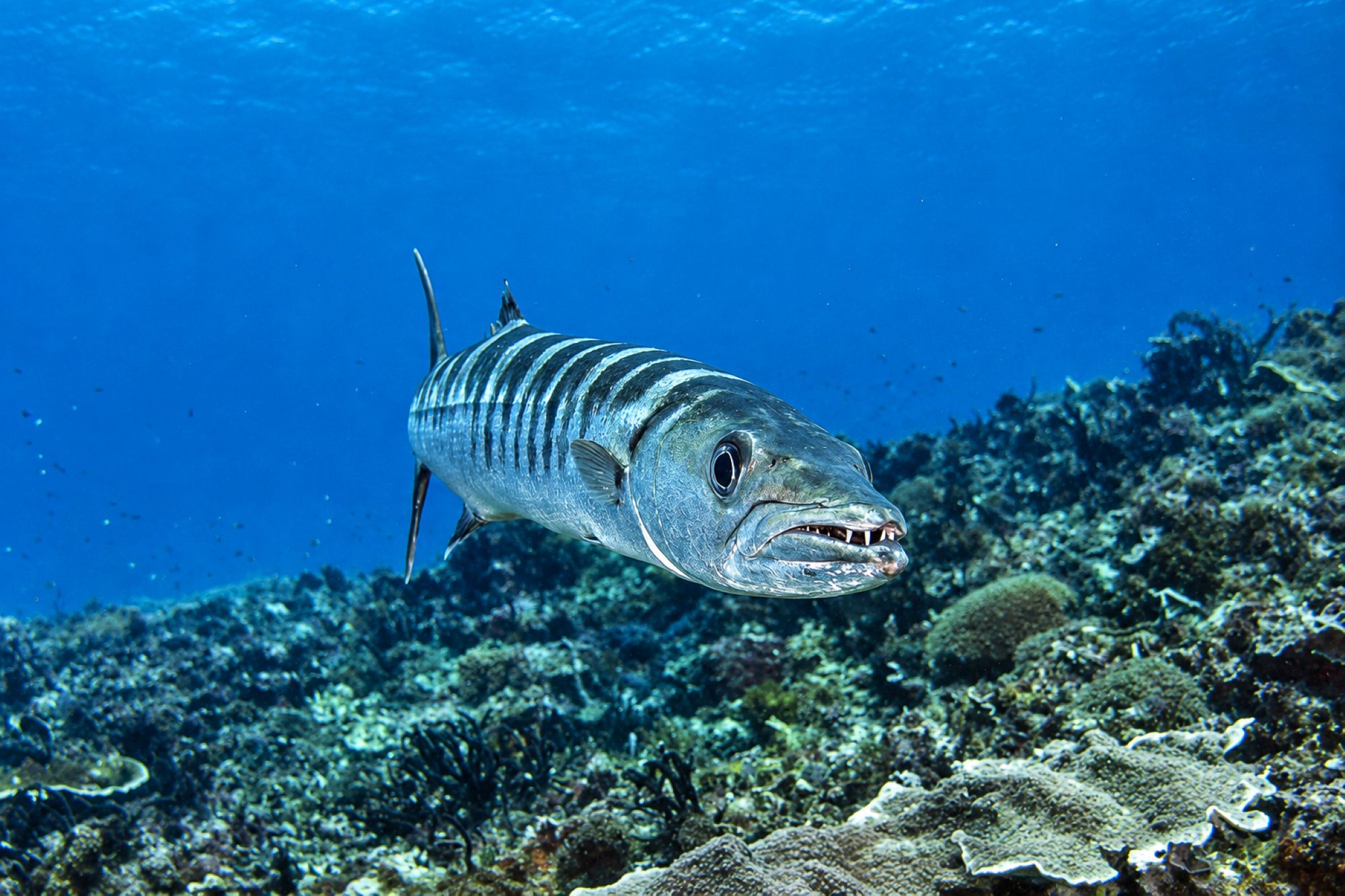 Barracuda