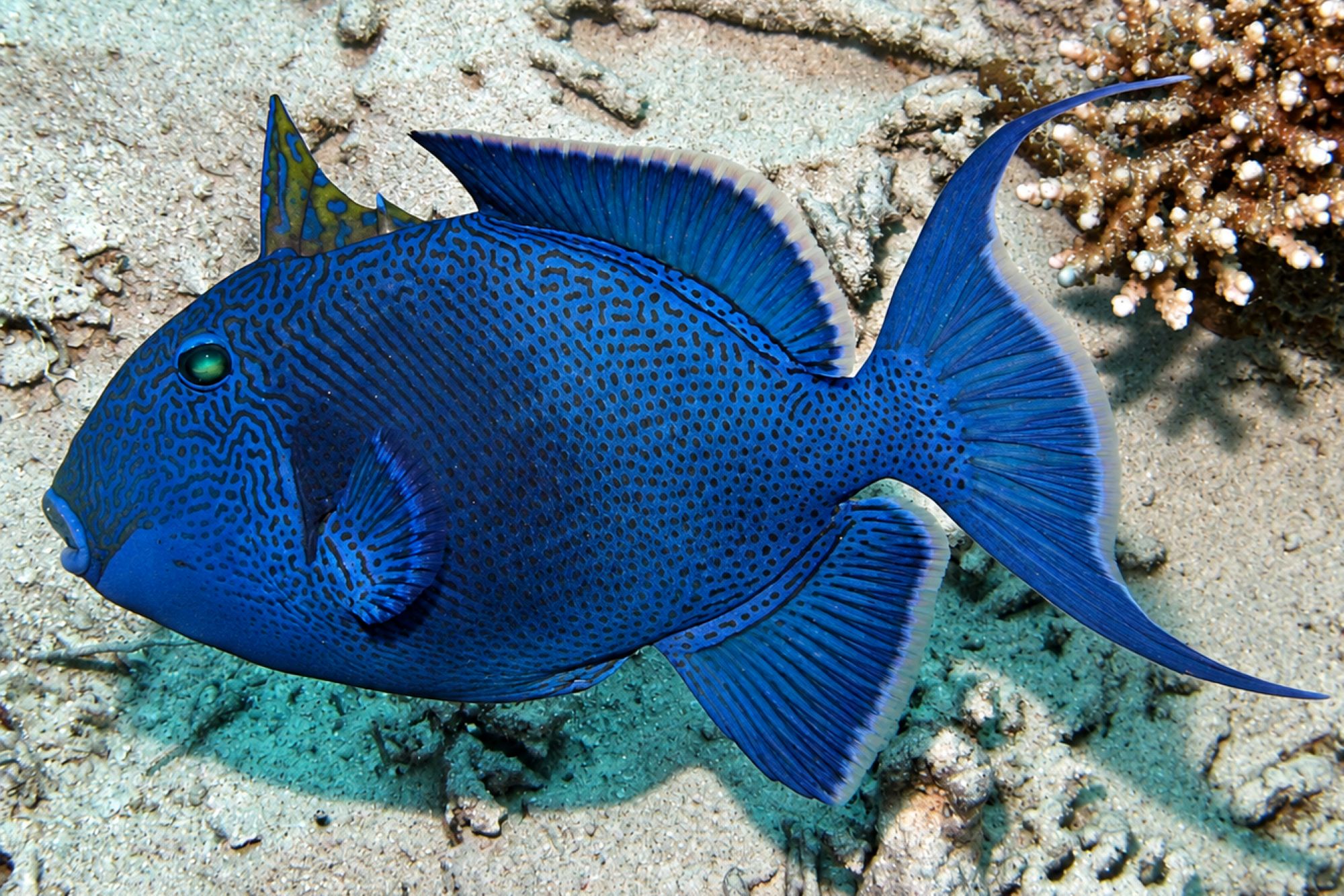 Blauer Drückerfisch