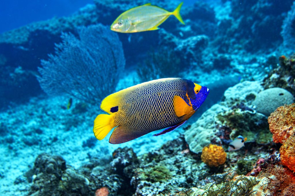 Blaukopf-Kaiserfisch