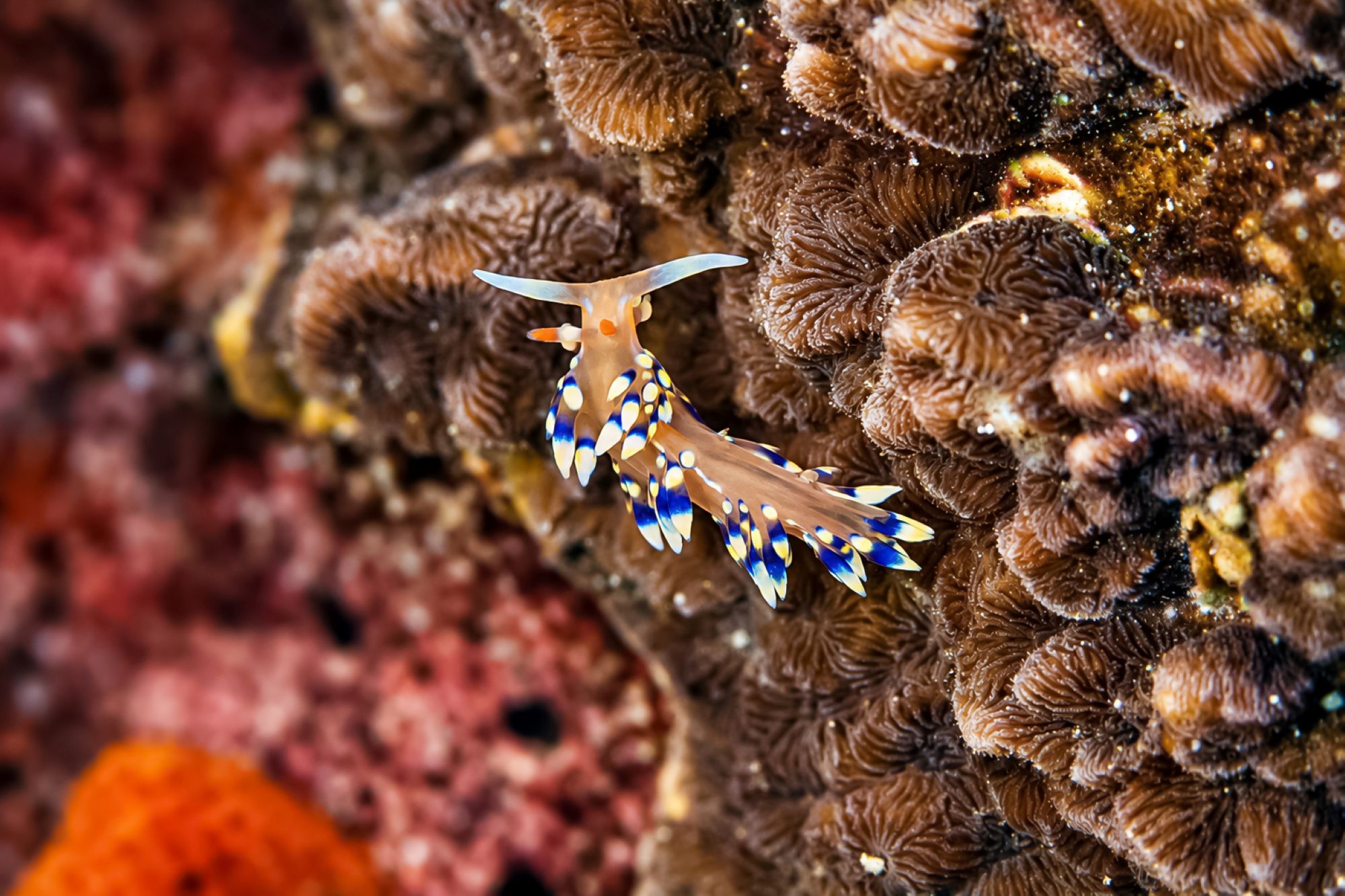 Indische Fadenschnecke