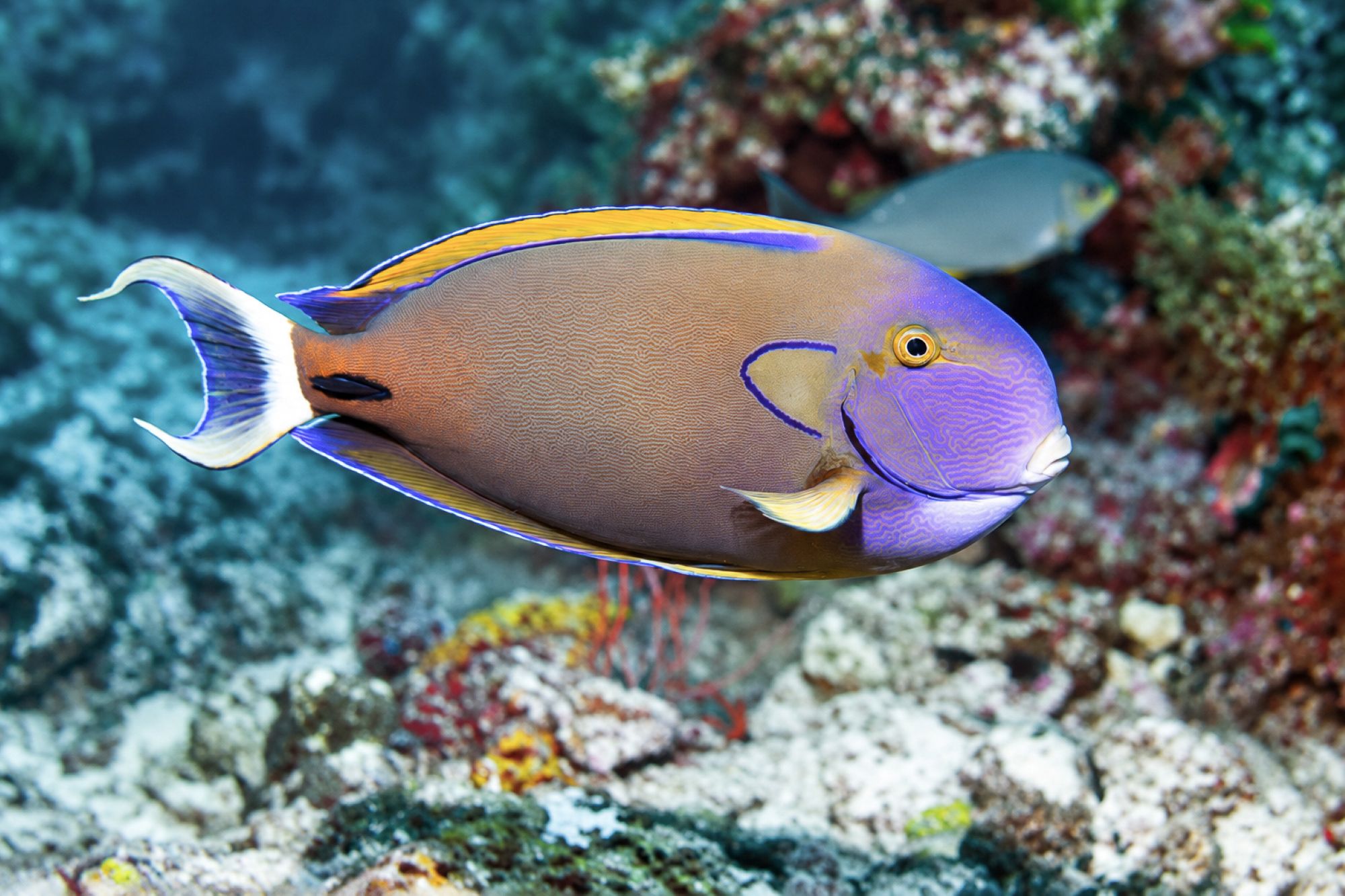 Hufeisen Doktorfisch