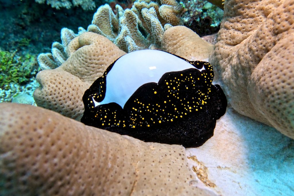 Eischnecke