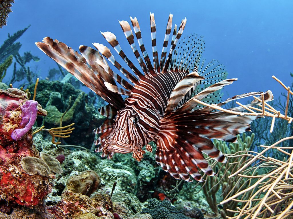 Rotfeuerfisch