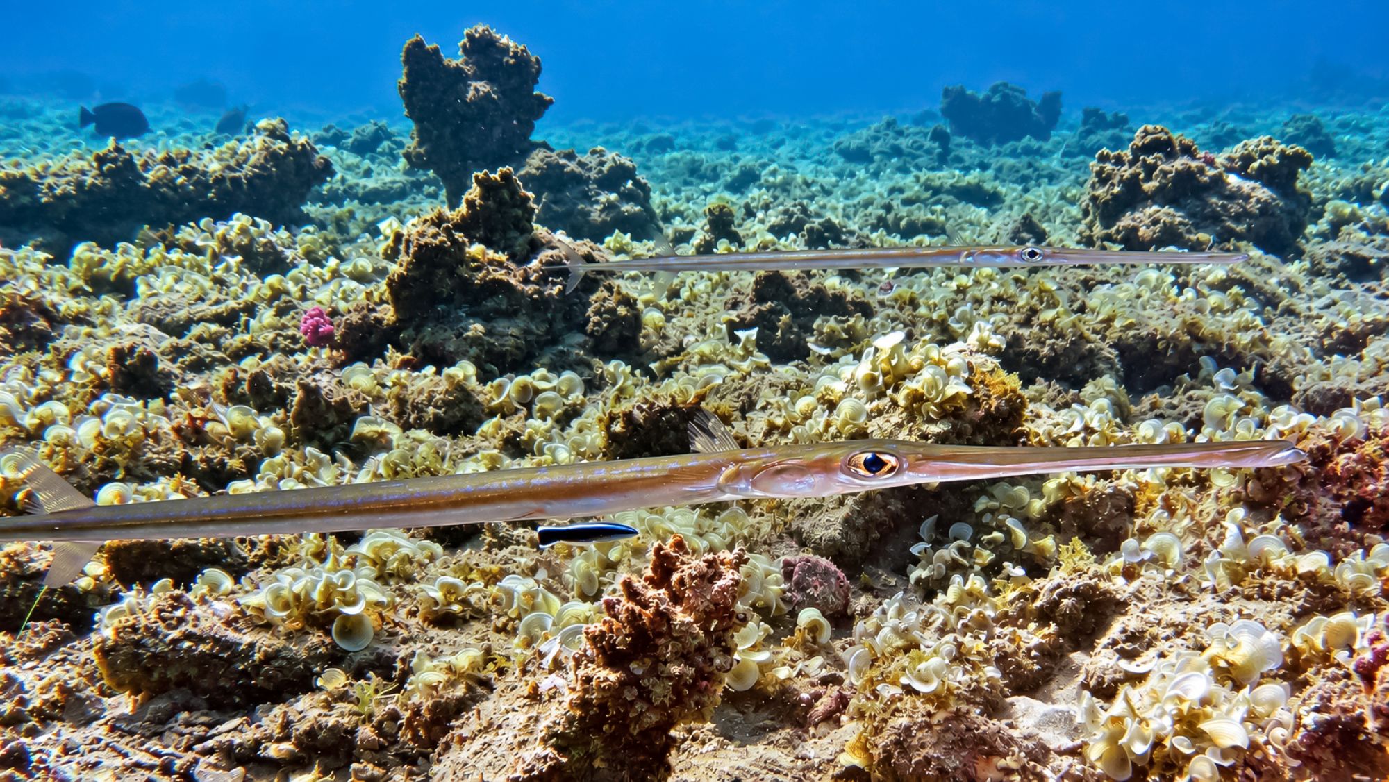 Flötenfische