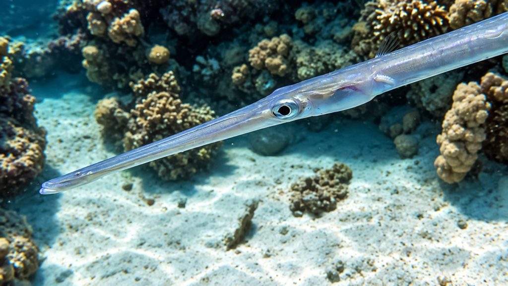 Flötenfisch