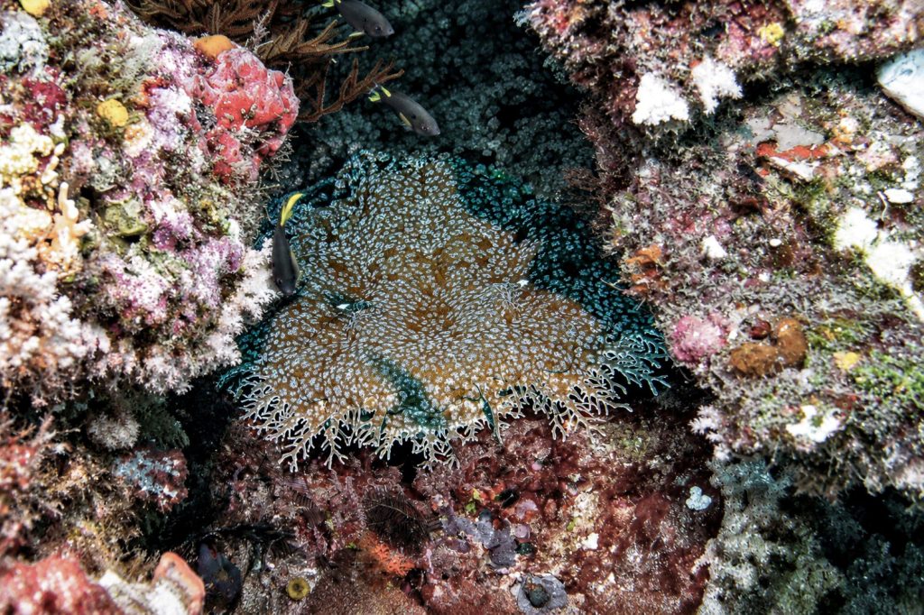 Fransenteppichhai – Tasselled Wobbegong