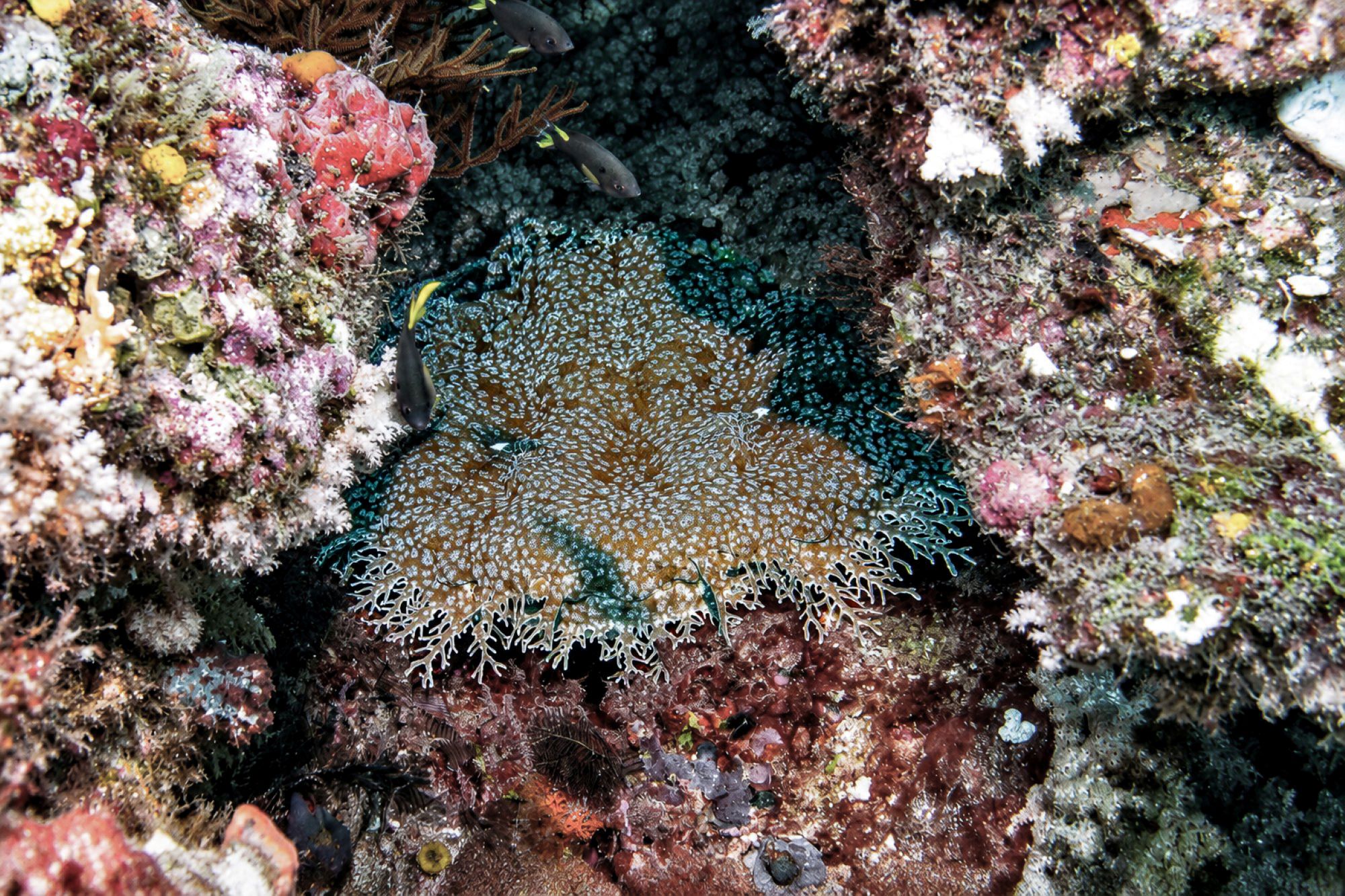 Fransenteppichhai – Tasselled Wobbegong