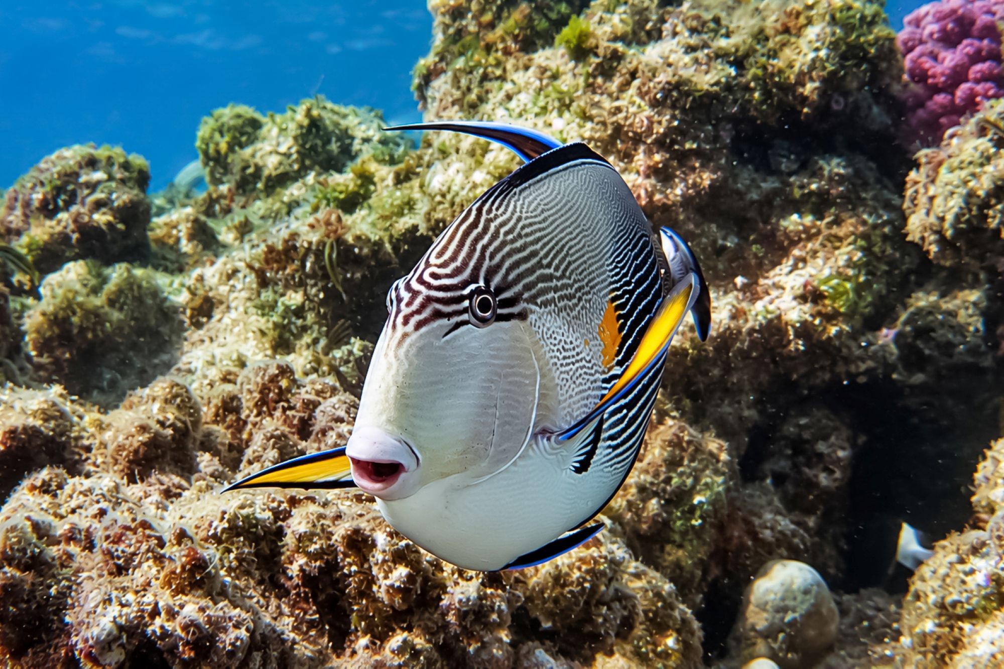 Arabischer Doktorfisch