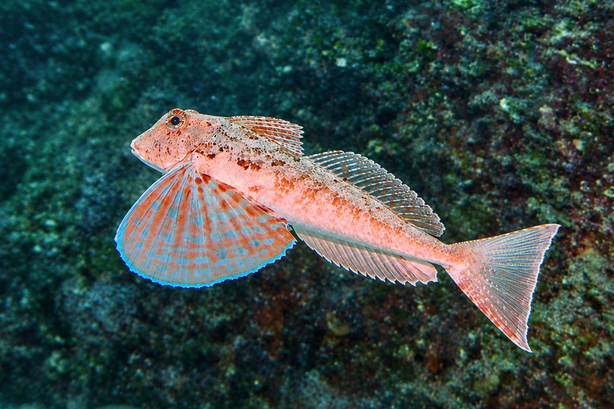 Gestreifter Knurrhahn