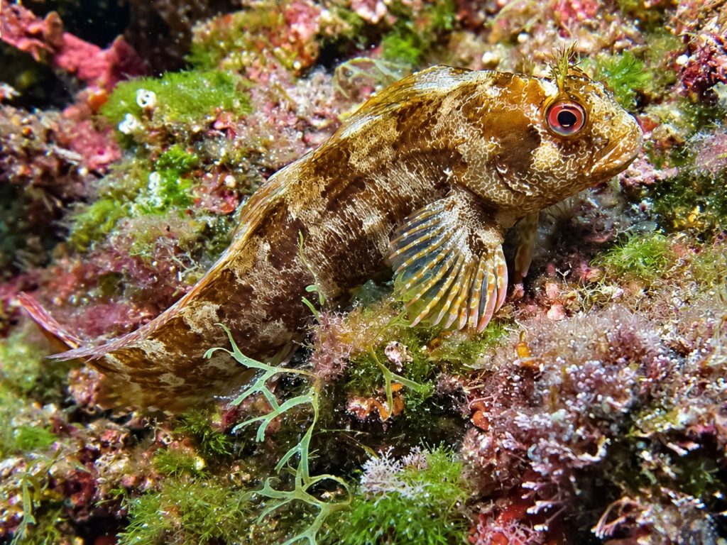 Gestreifter Schleimfisch