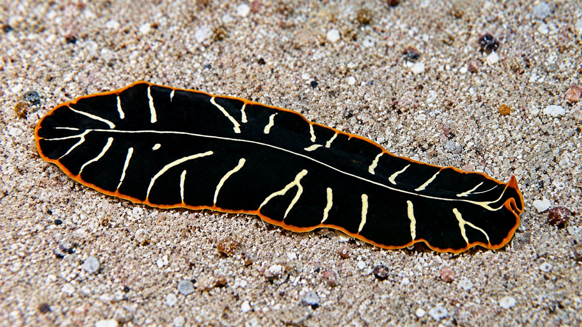 Getigerter Strudelwurm