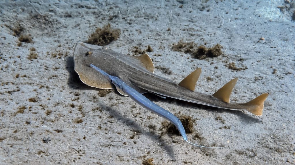 Gitarrenrochen mit Flötenfisch