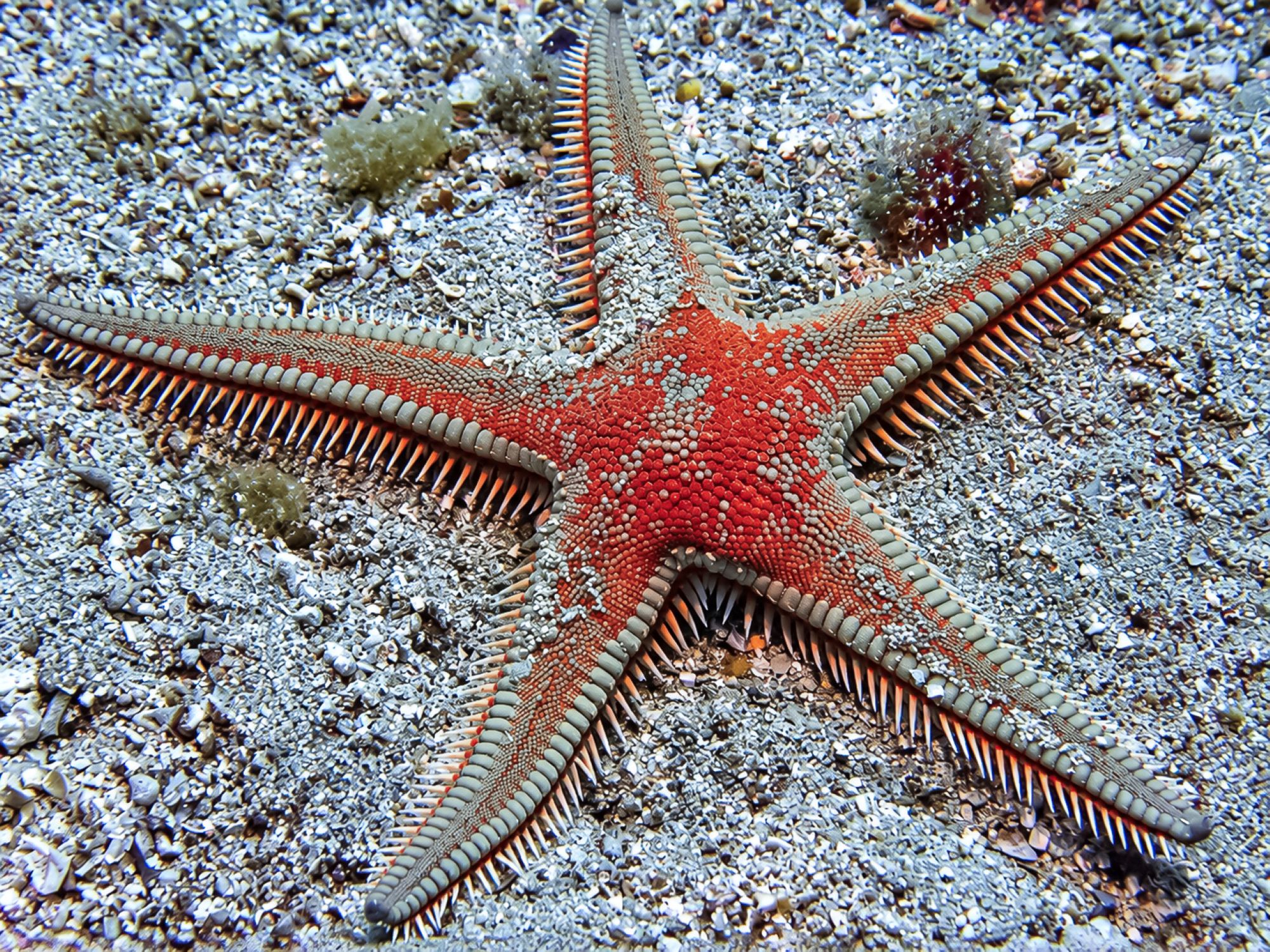 Großer Kammstern