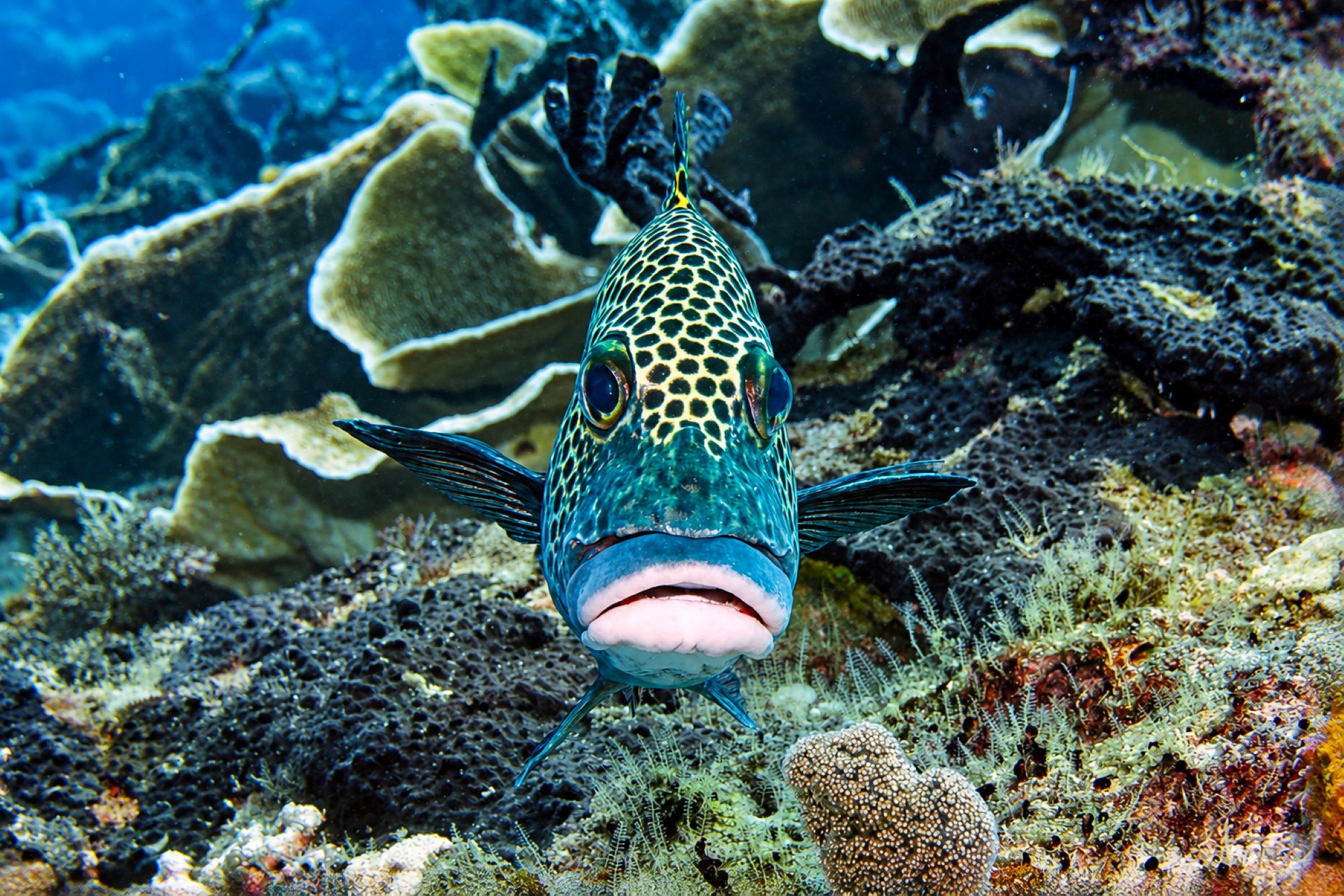 Harlekin-Süßlippenfisch