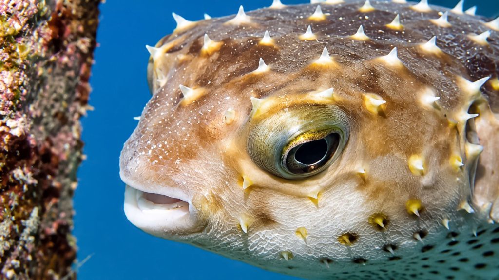 Gelbflecken-Igelfisch