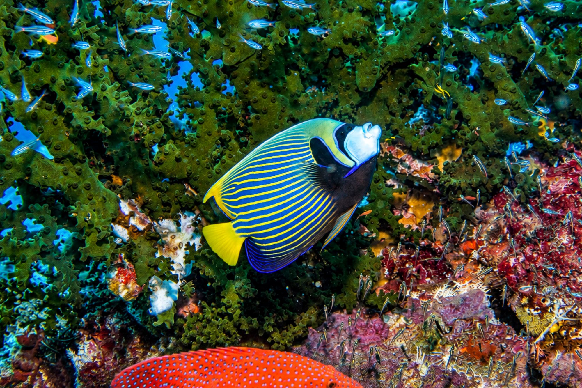 Imperator-Kaiserfisch