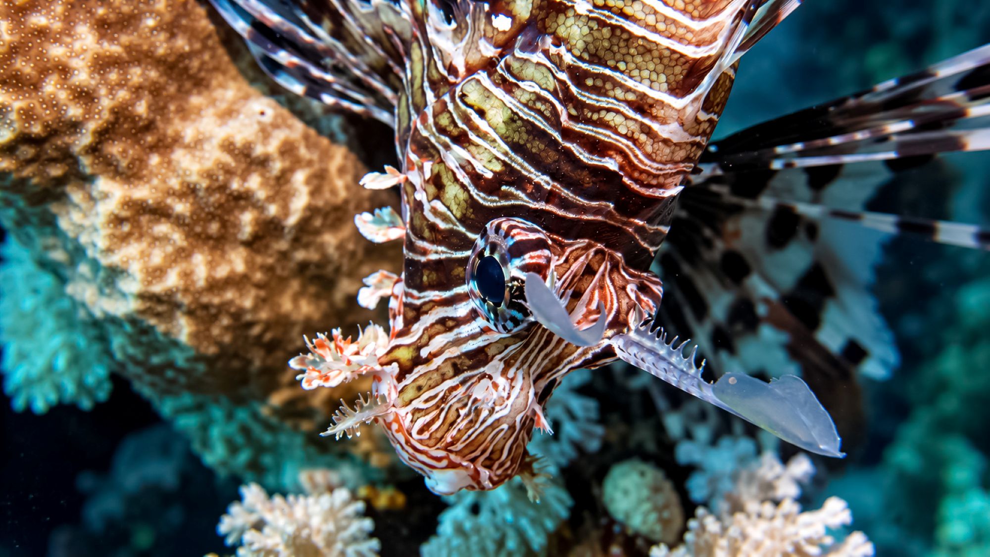 Indische Rotfeuerfisch