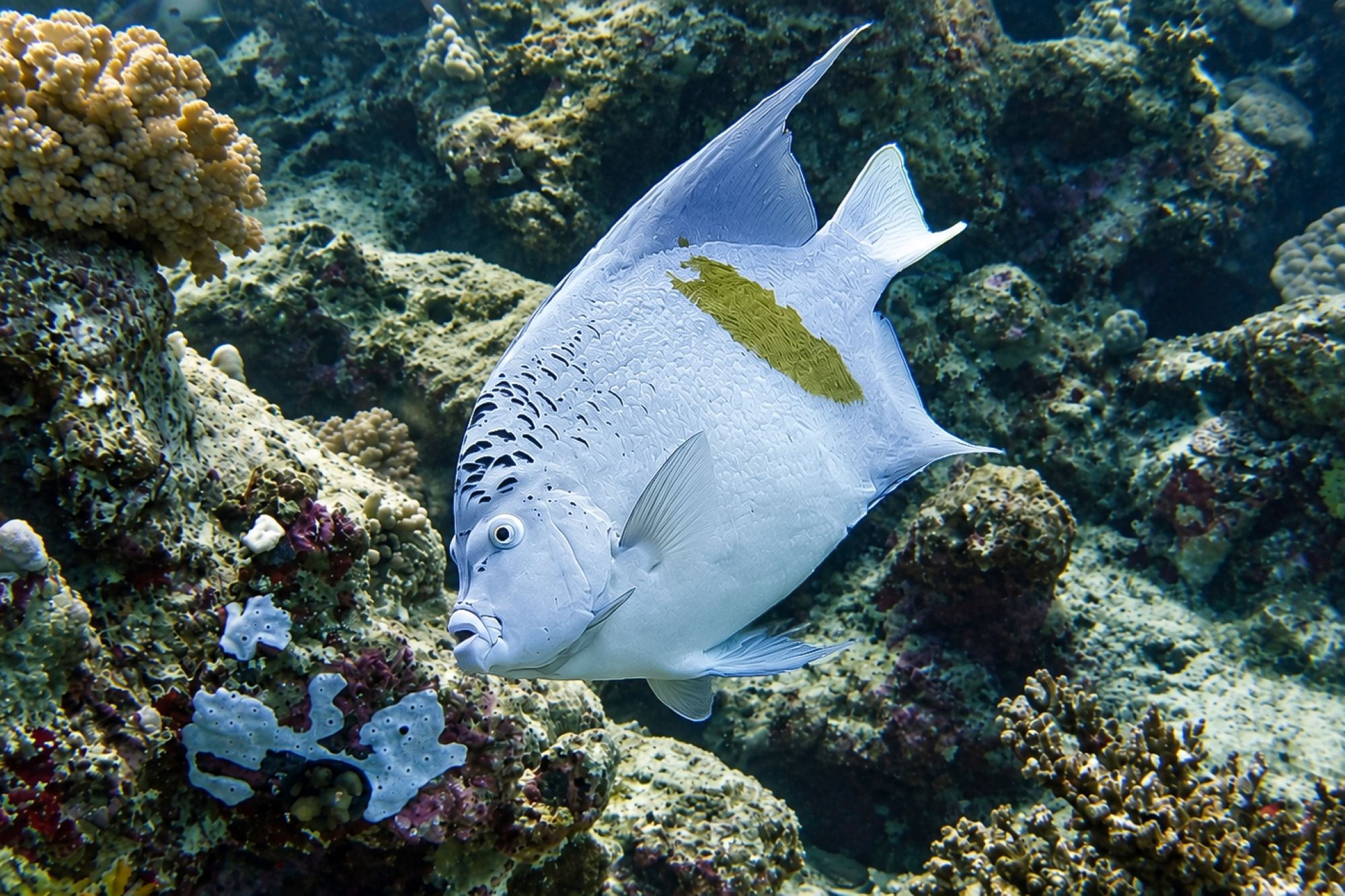 Arabischen Kaiserfisch