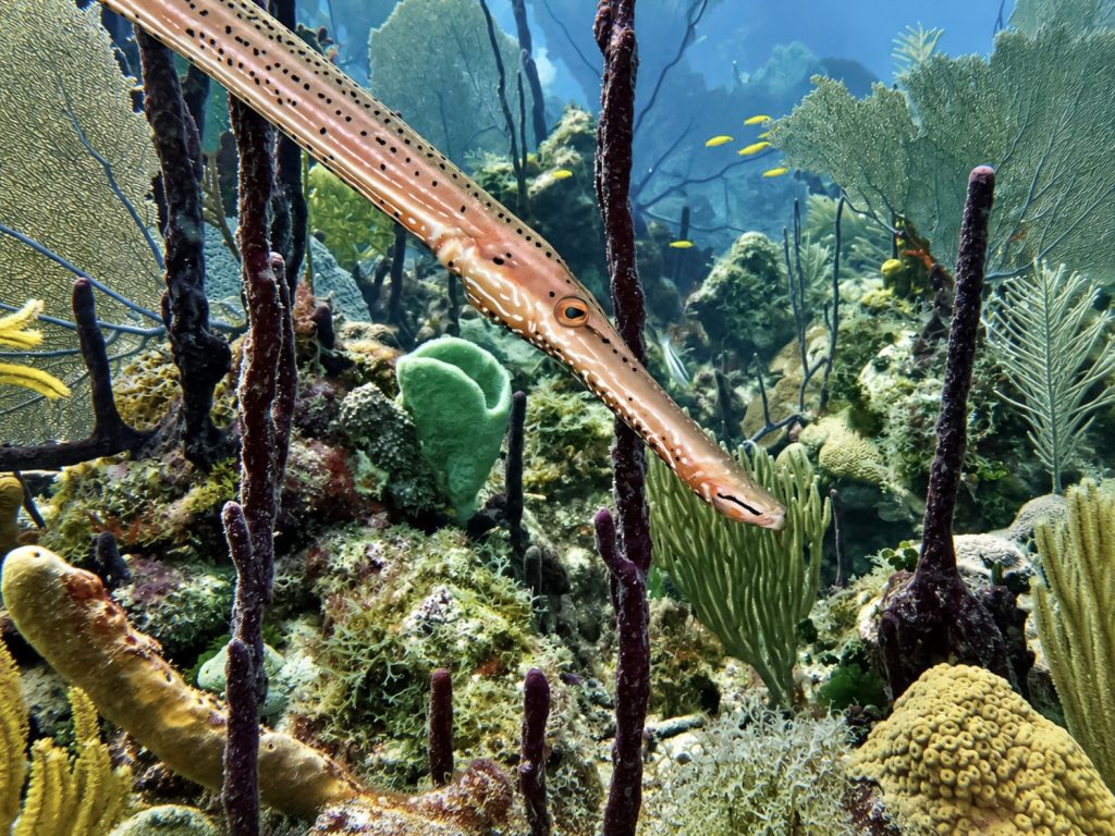 Westatlantischer Trompetenfisch