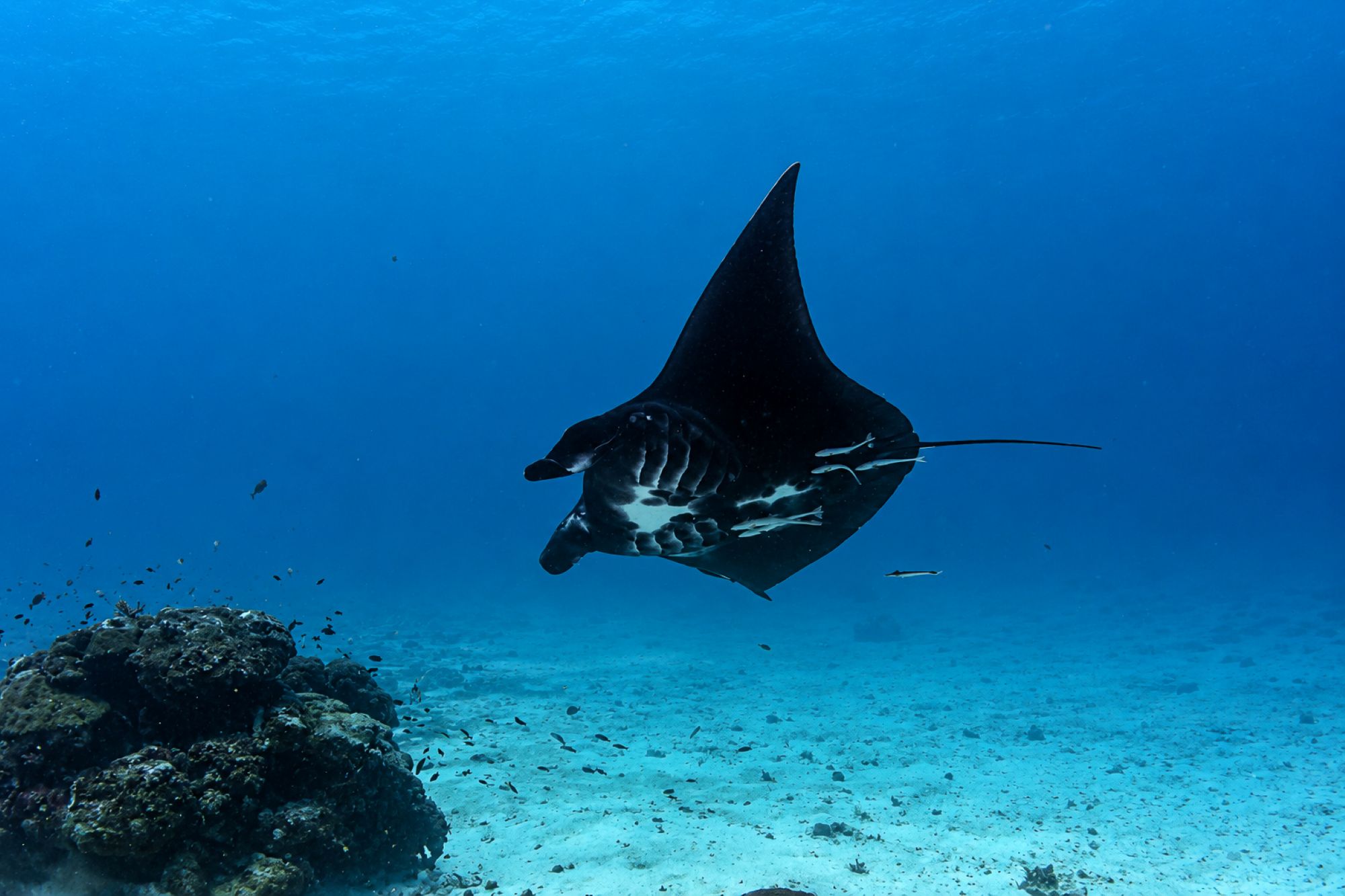 Mantarochen